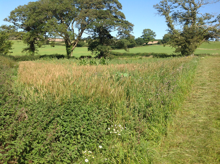 Game Crop Establishment & Management