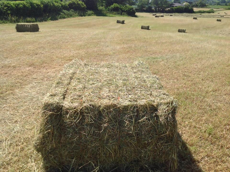 Haylage and Silage Baling Services